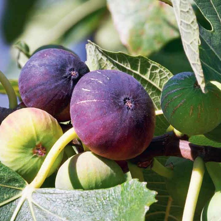 Çoban Organik Tesisi